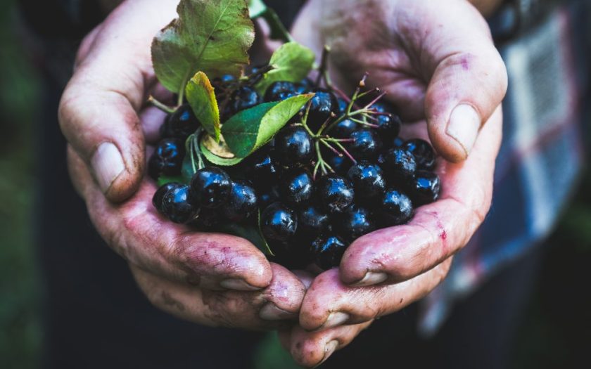 Aronia - a plant that takes care of your health