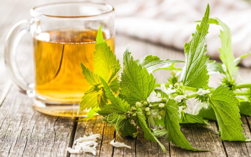 Nettle tea - preparation, healing properties, side effects