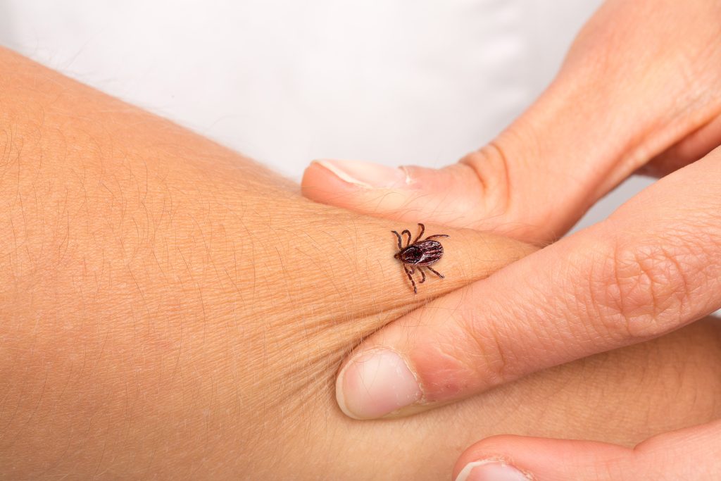 Reaction to a tick Bite - what to do